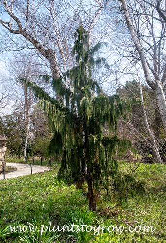 Blue Weeping Alaskan Cedar (Chamaecyparis nooktkatensis Glauca Pendula)